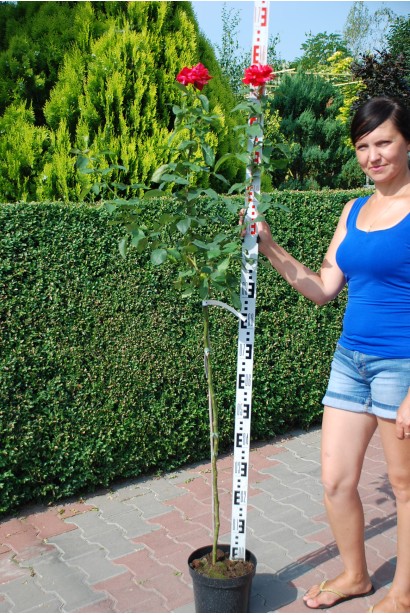 Роза крупноцветковая (пестрая, красно-белая) ШТАМБ